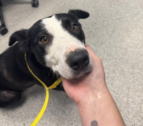 Enlarge Avery, a Adoptable mixed breed in Des Moines, IA image 2/2