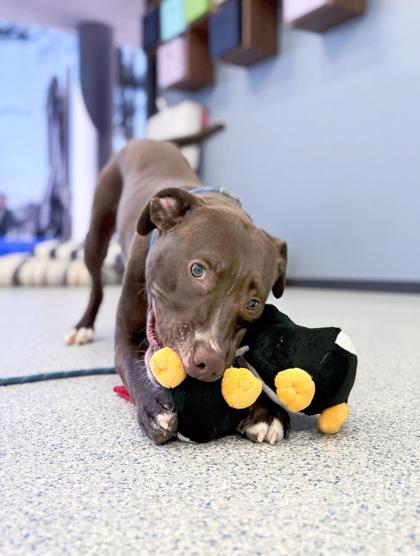 Mackaboon — thumbnail 3