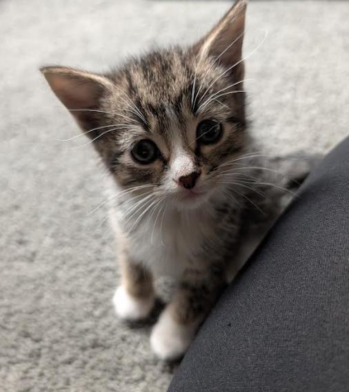 Mia, a Adopted Tabby in Brooklyn Center, MN image 1/3