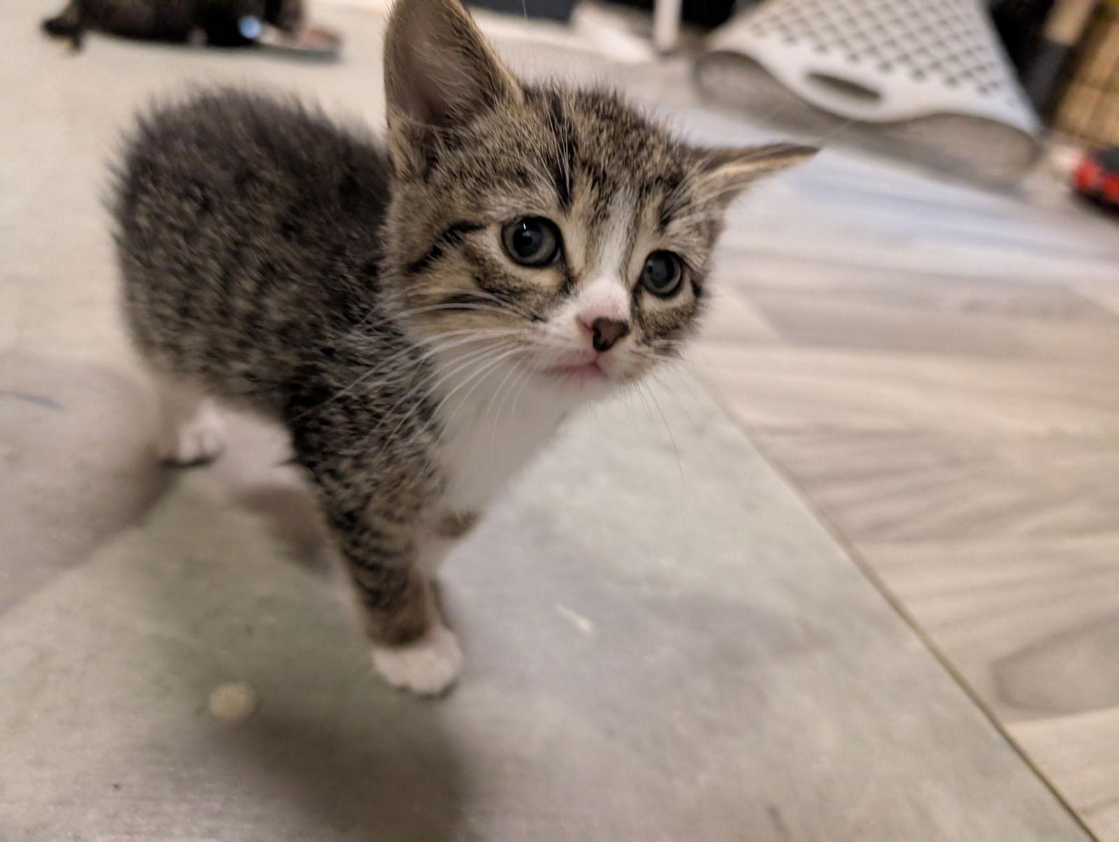 Mia, a Adopted Tabby in Brooklyn Center, MN image 2/3