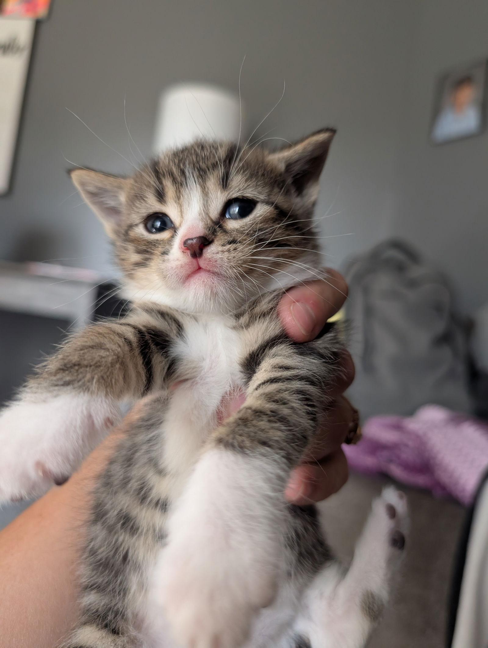 Mia, a Adopted Tabby in Brooklyn Center, MN image 3/3