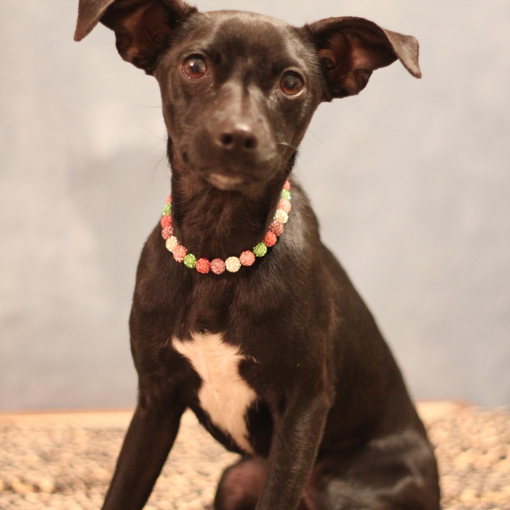 Griselda Gunderson, ADOPTABLE, Adult Female Chihuahua.