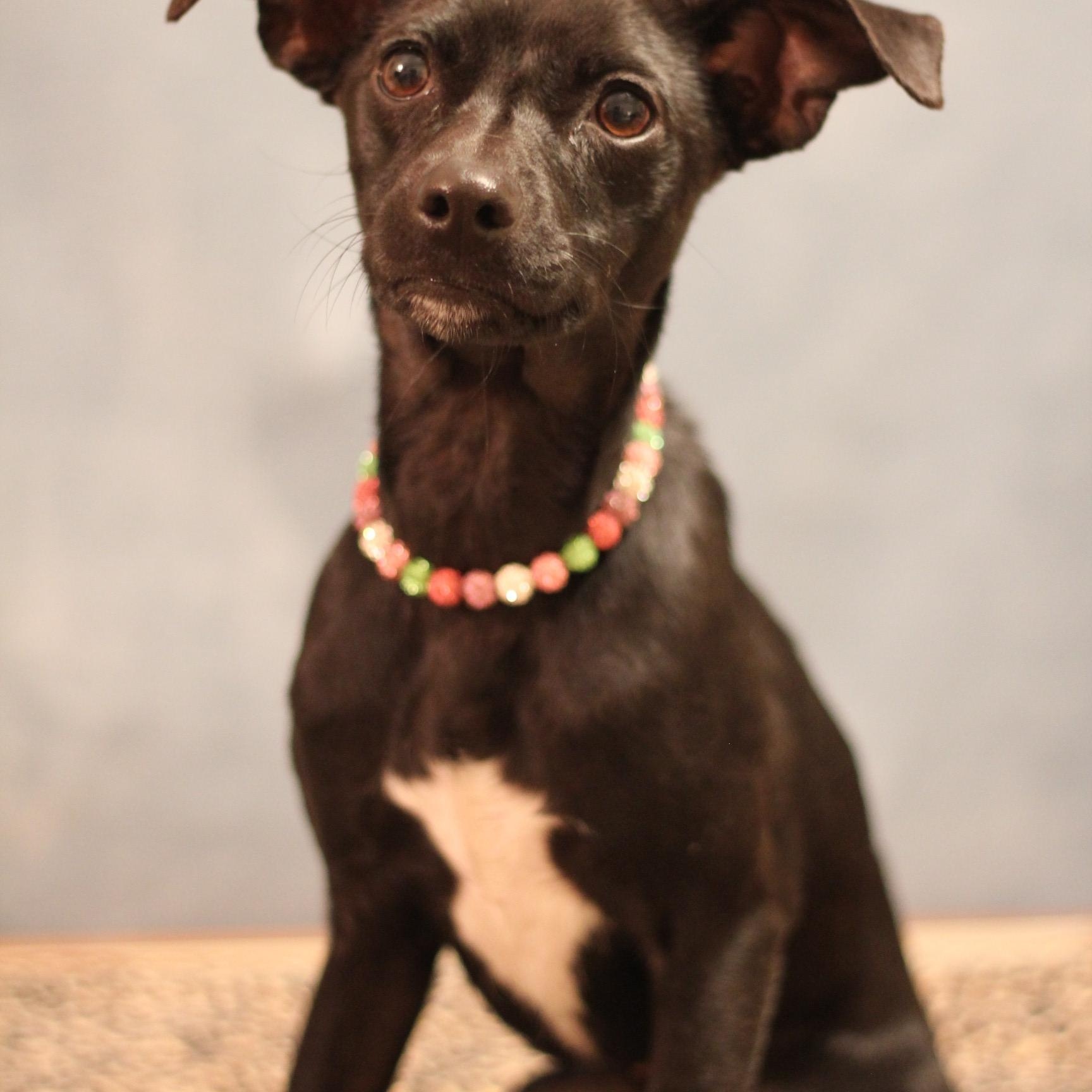 Enlarge Griselda Gunderson, a ADOPTABLE mixed breed in Yukon, OK image 3/3