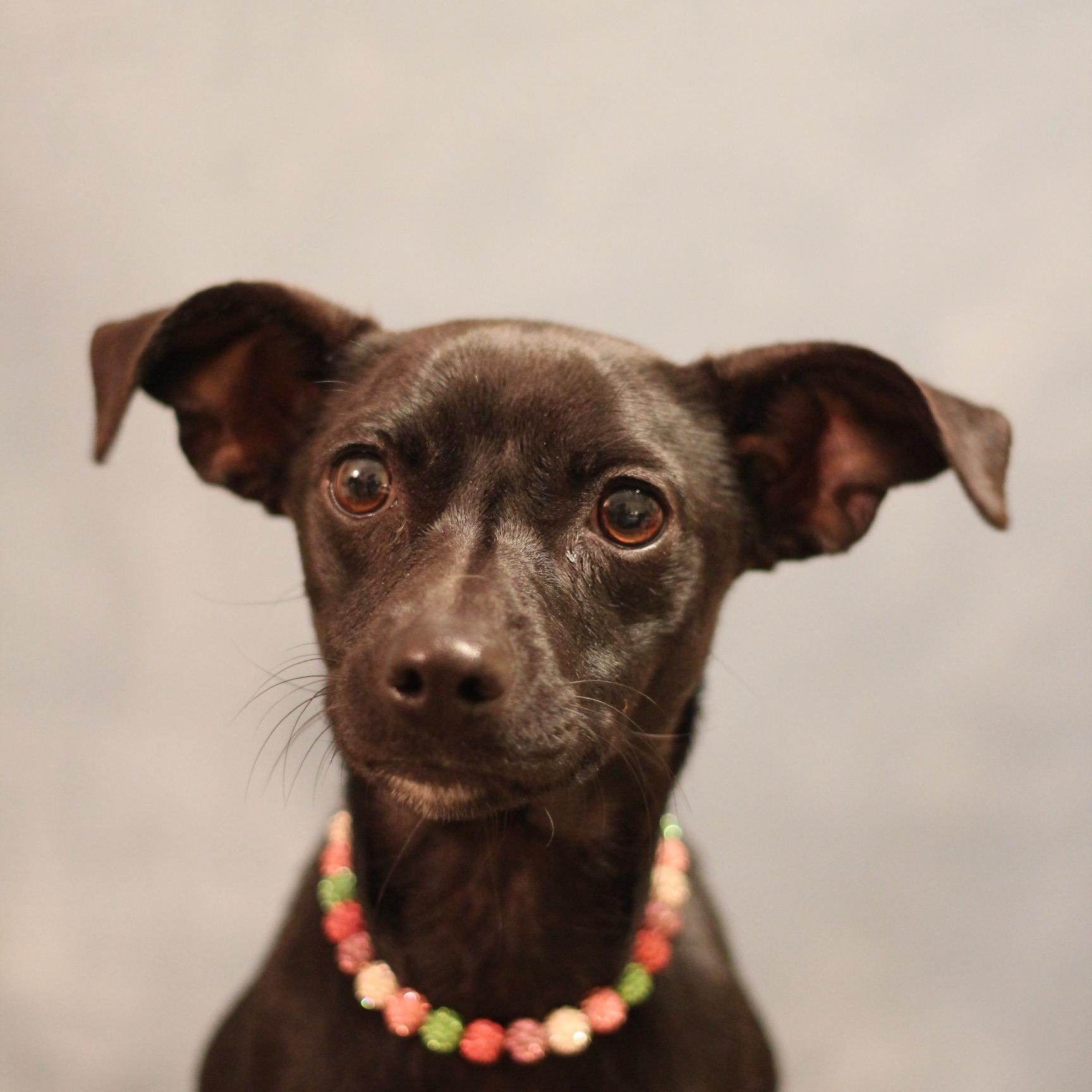 Enlarge Griselda Gunderson, a ADOPTABLE mixed breed in Yukon, OK image 2/3