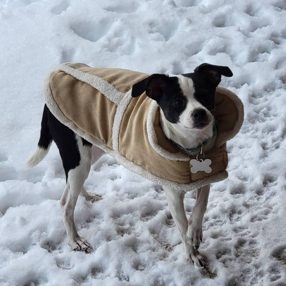 Enlarge Shyne, a Adoptable mixed breed in Grove City, OH image 1/3