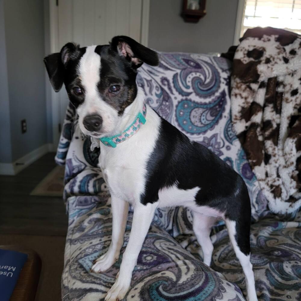 Enlarge Shyne, a Adoptable mixed breed in Grove City, OH image 2/3