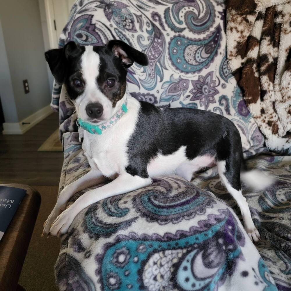 Enlarge Shyne, a Adoptable mixed breed in Grove City, OH image 3/3