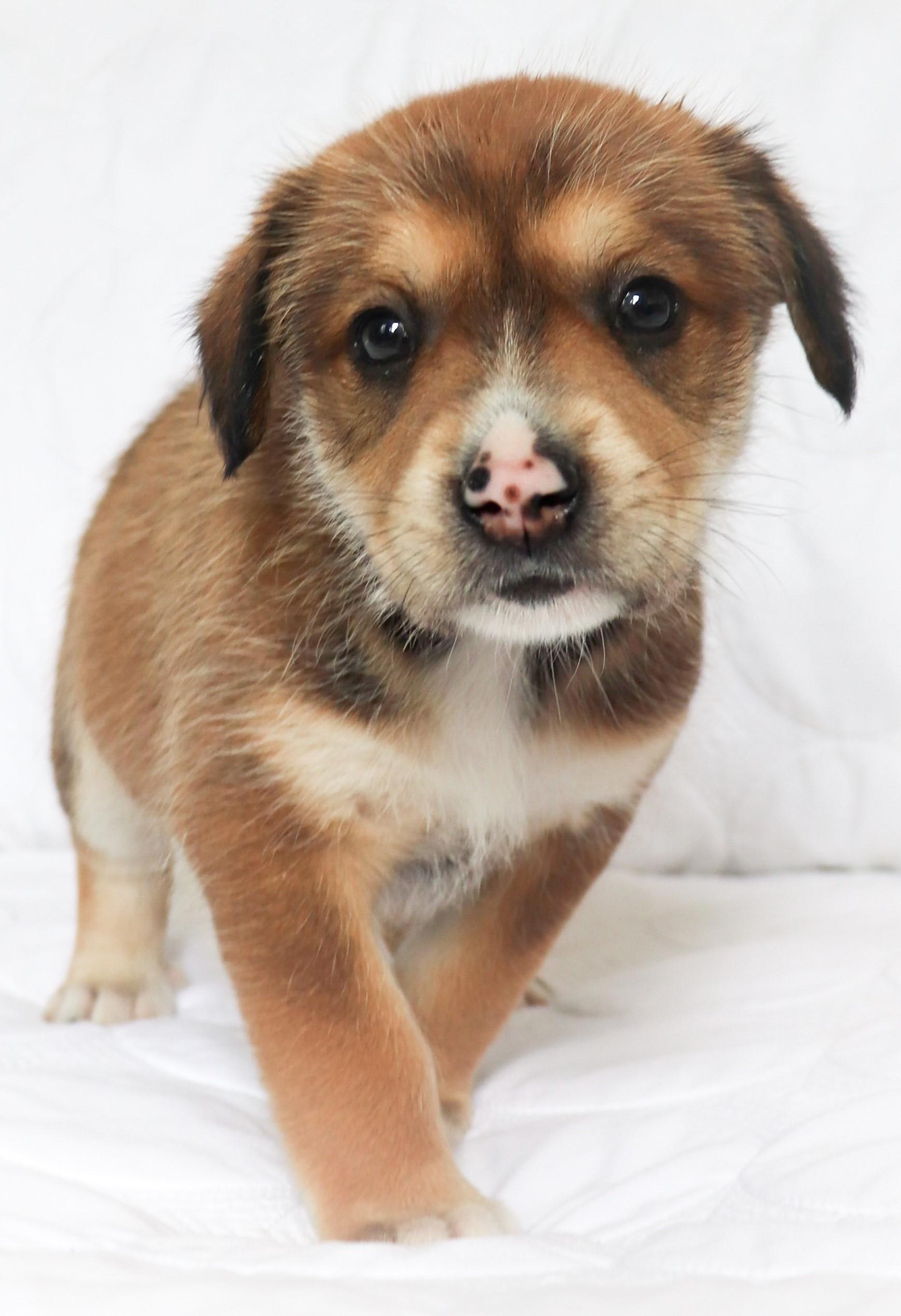 Enlarge Greta (Garbo), an adopted mixed breed in Saint Paul, MN image 3/6