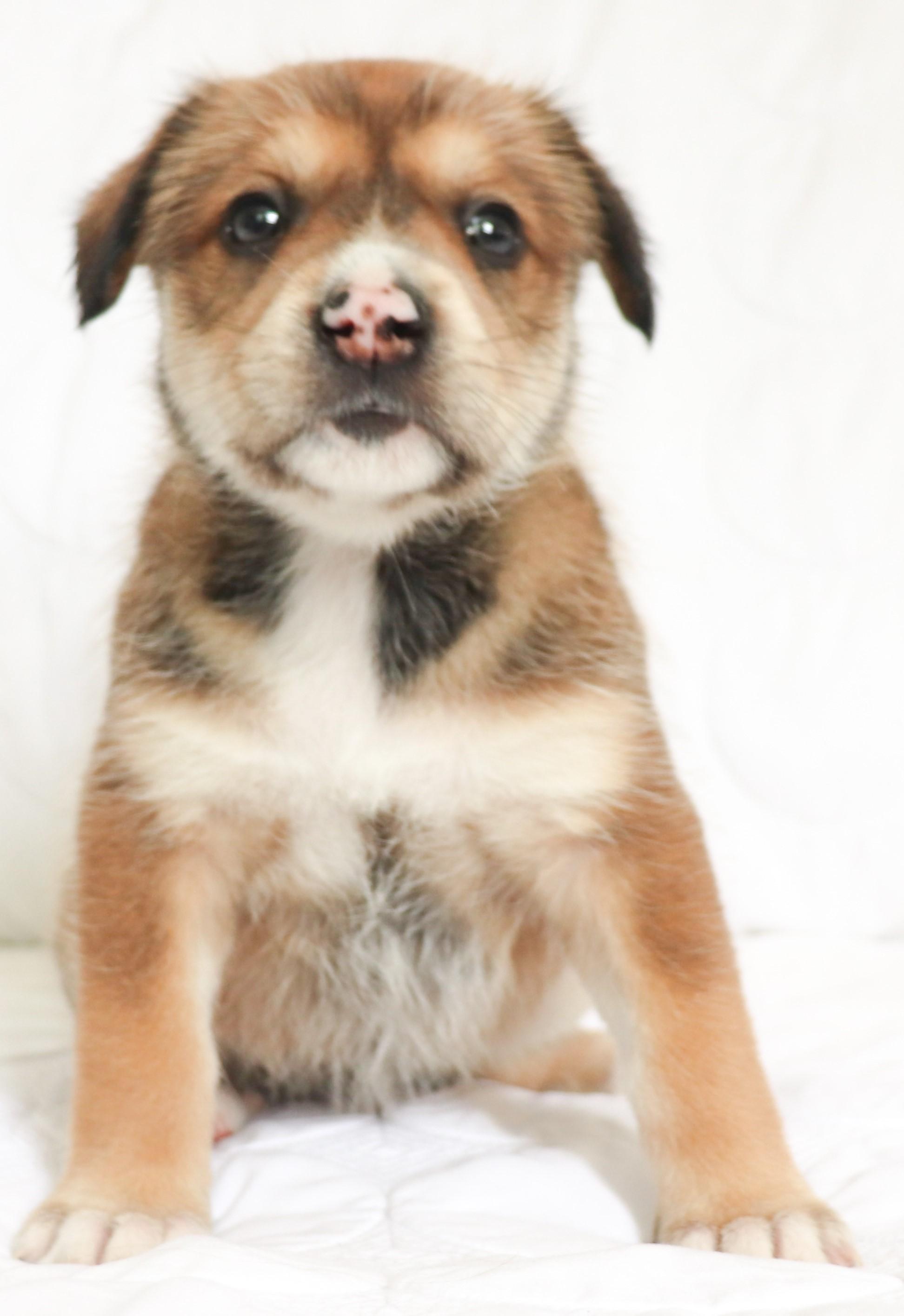 Enlarge Greta (Garbo), an adopted mixed breed in Saint Paul, MN image 2/6