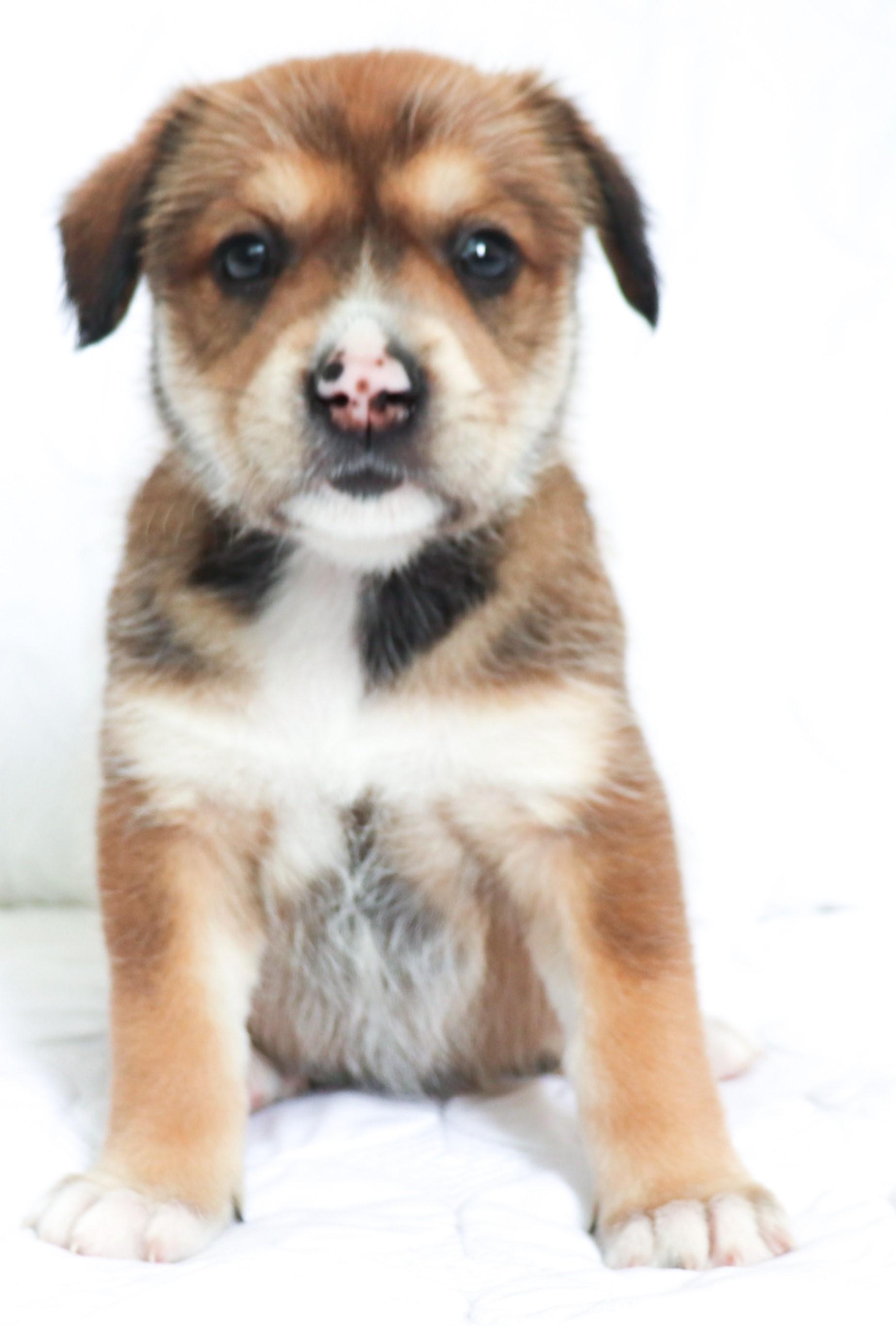 Greta (Garbo), adopted, Puppy Female German Shepherd Dog & Siberian Husky.
