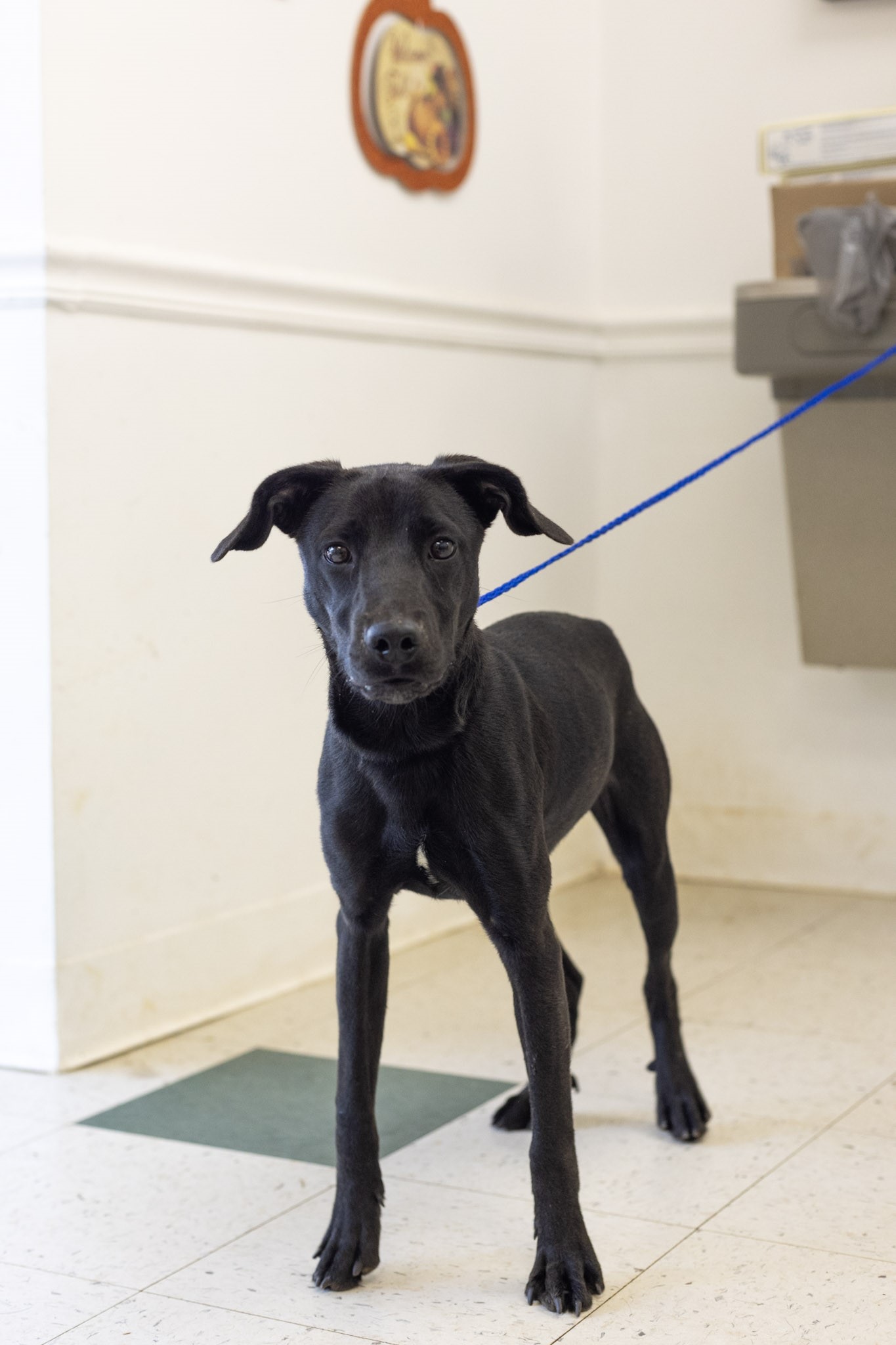 Dog for adoption Lil Man, a Black Labrador Retriever & Terrier Mix in