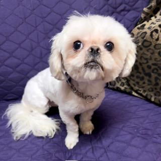 HALO & HAVEN, Adoptable, Adult Male Shih Tzu.
