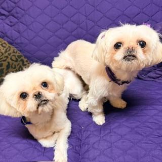 HALO & HAVEN, a Adoptable Shih Tzu image 2/3