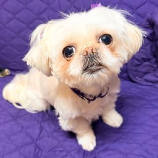 HALO & HAVEN, a Adoptable Shih Tzu image 3/3