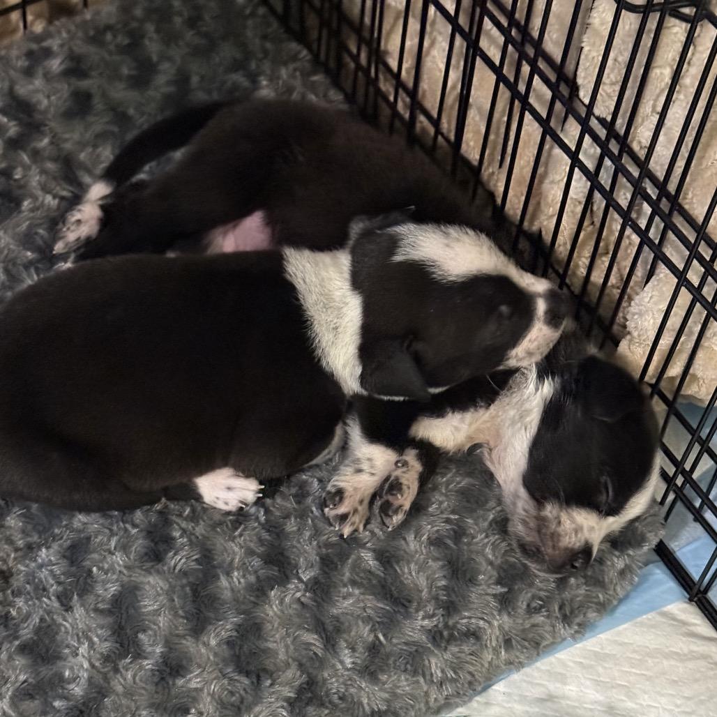 Blitzen, Adoptable, Puppy Male Mixed Breed.