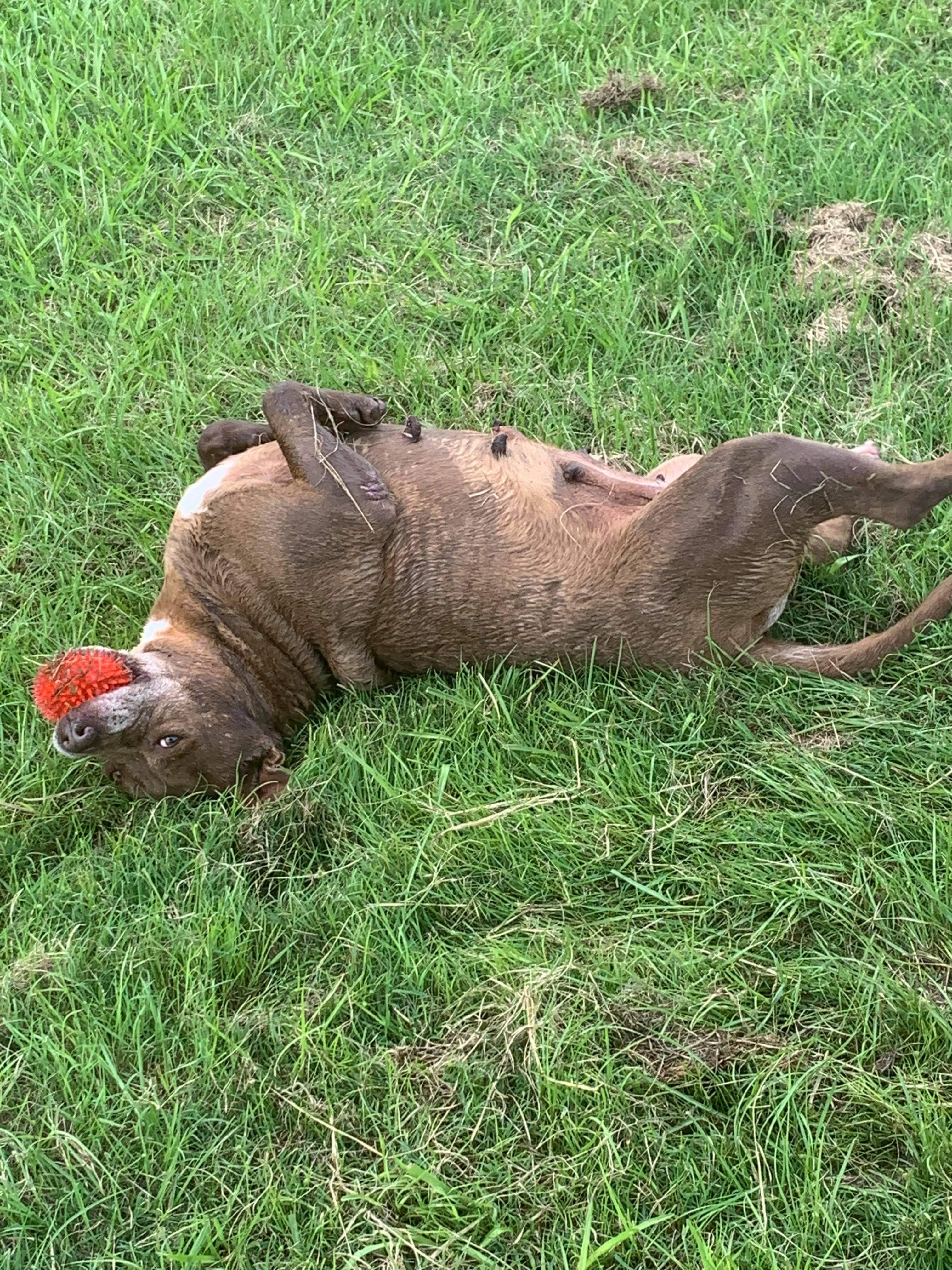 Trishia , Senior Female American Staffordshire Terrier