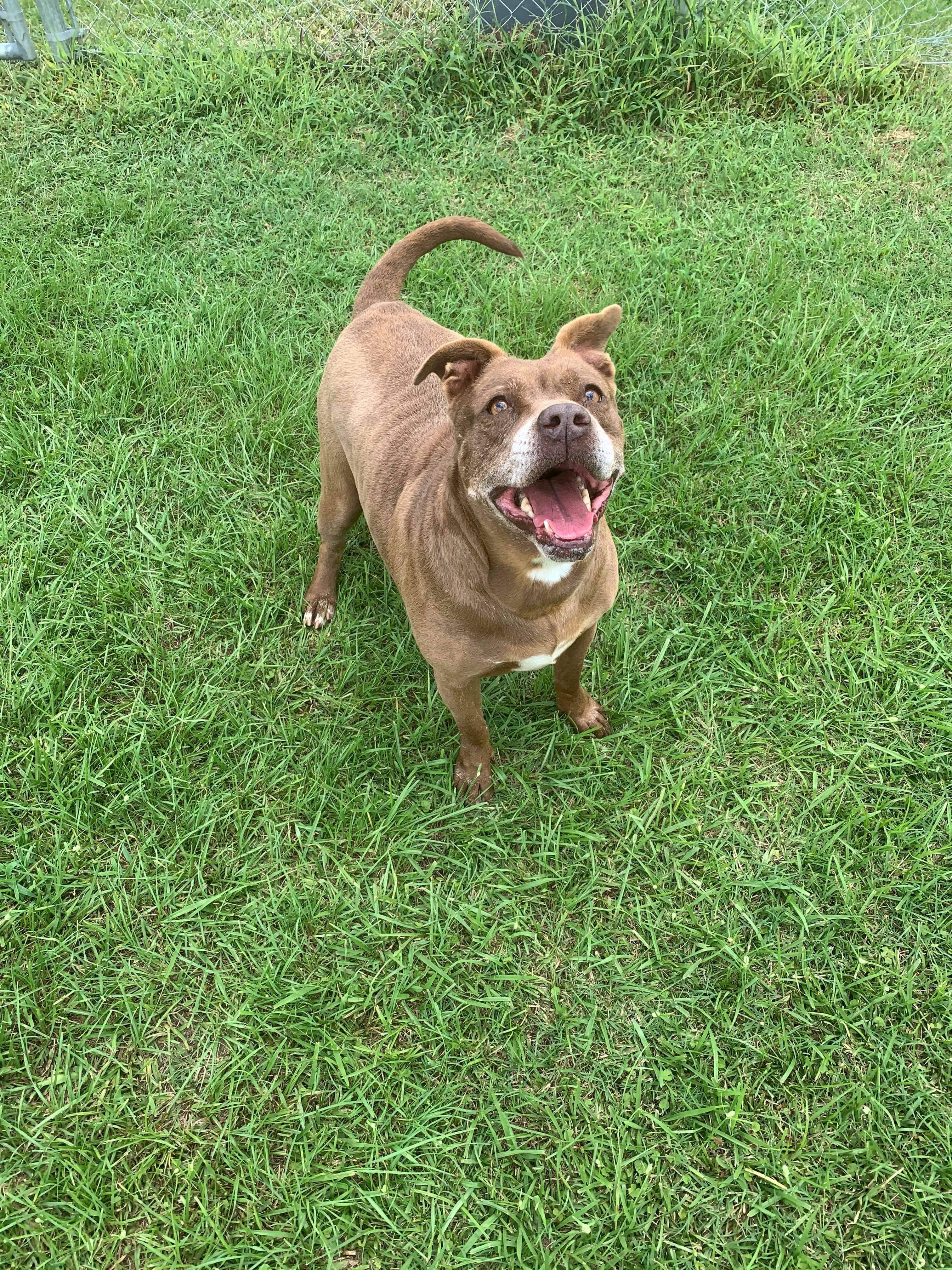 Trishia , a Adoptable mixed breed in Alpharetta, GA image 2/5