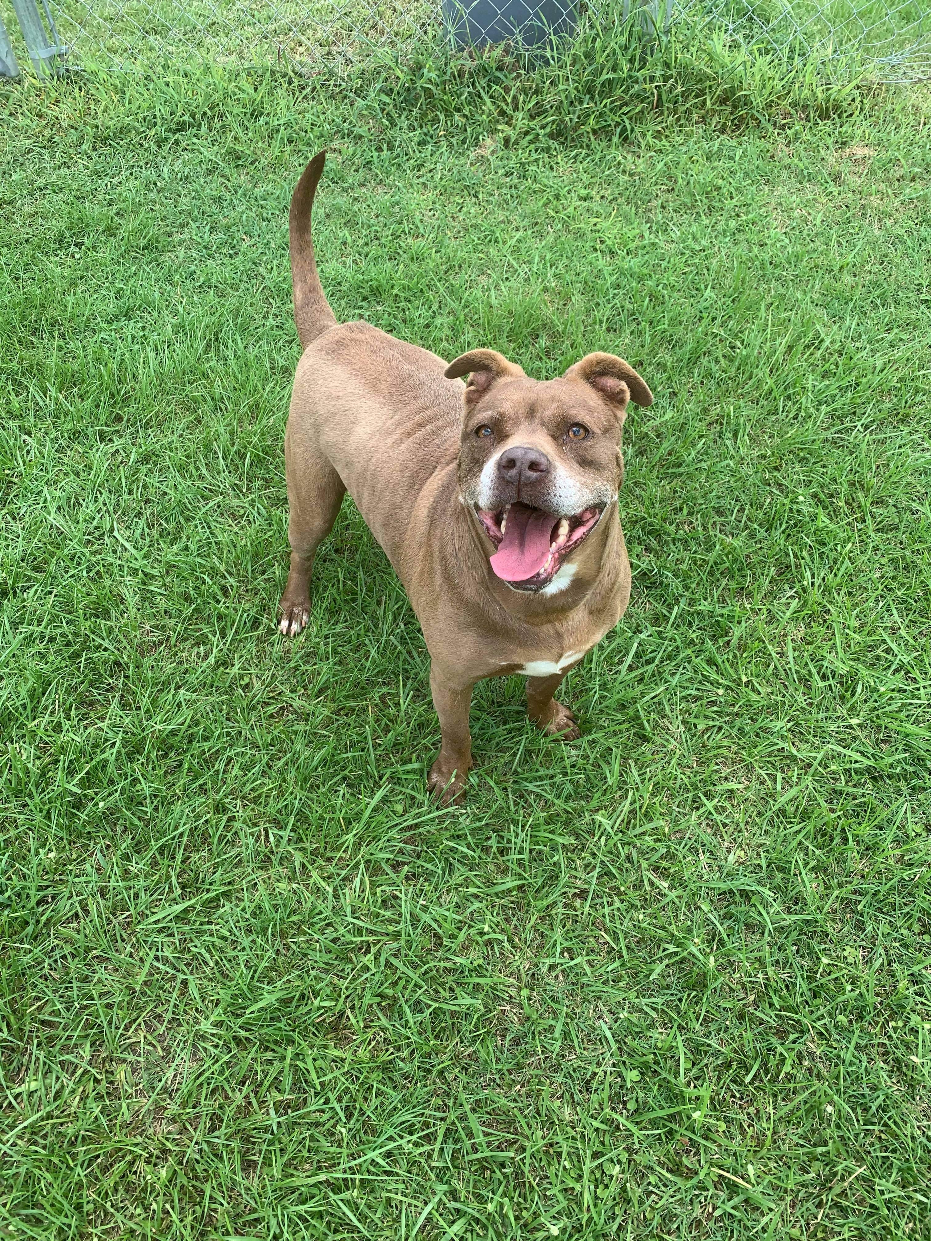 Trishia , a Adoptable mixed breed in Alpharetta, GA image 4/5