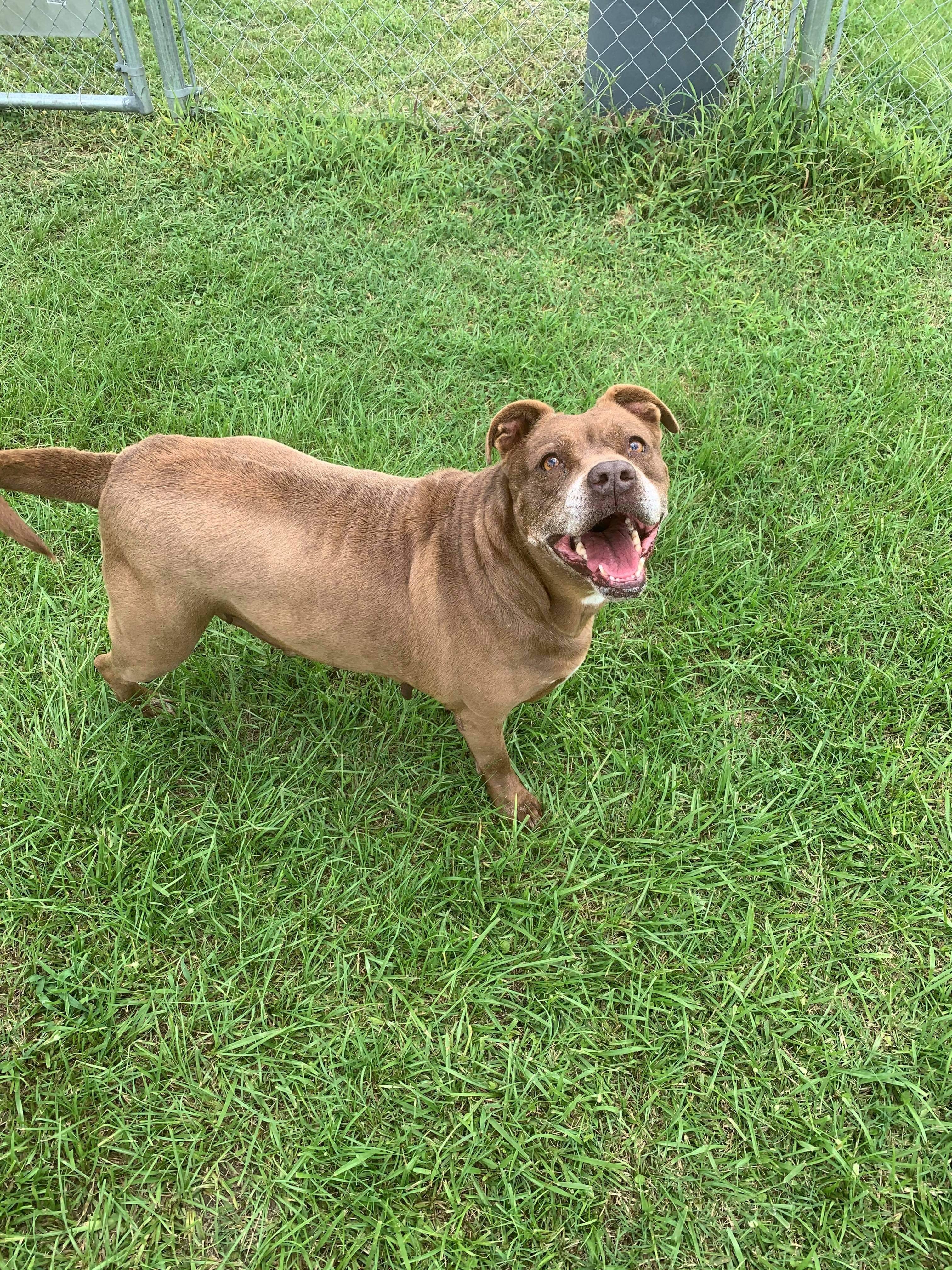 Trishia , a Adoptable mixed breed in Alpharetta, GA image 5/5