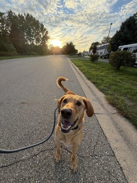 Buster, Adoptable, Young Male Labrador Retriever.