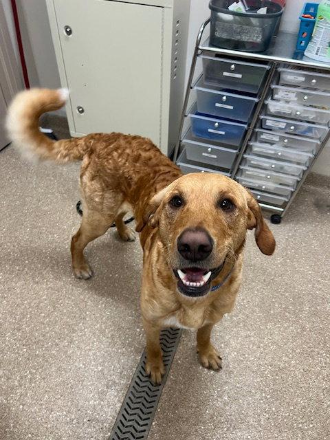 Buster, Adoptable, Young Male Labrador Retriever.