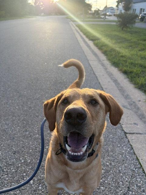Enlarge Buster, a Adoptable Labrador Retriever in Holland, MI image 3/3