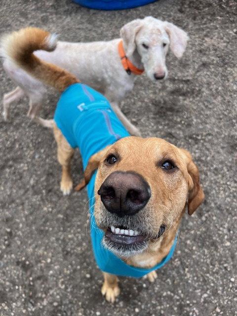 Buster, a Adoptable Labrador Retriever in Holland, MI image 3/3