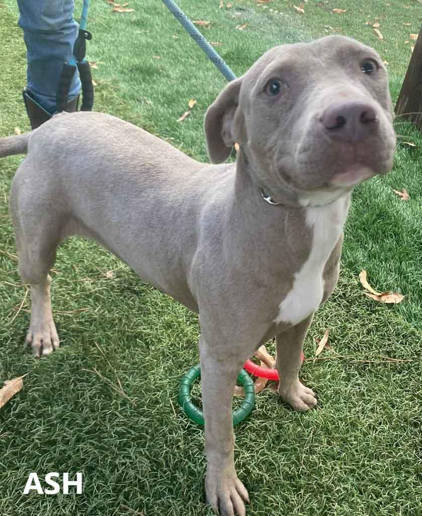 Ash, ADOPTABLE, Young Female Pit Bull Terrier & Labrador Retriever.