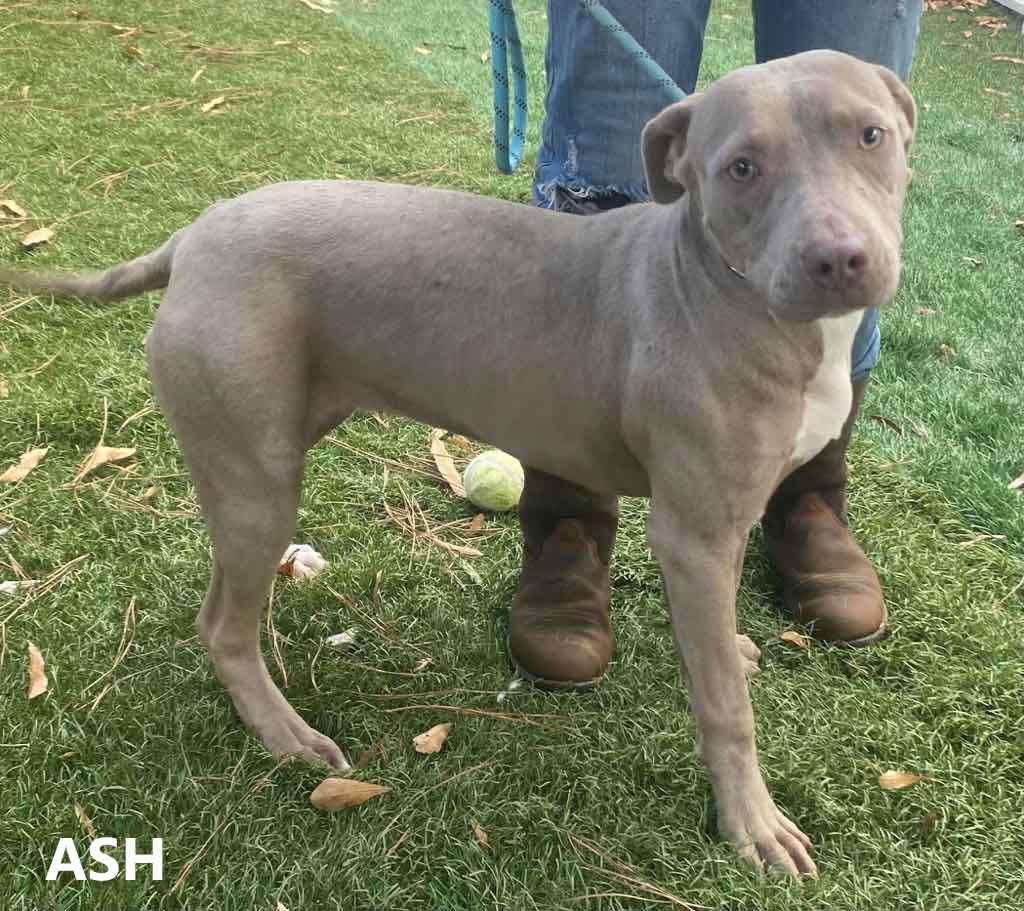 Enlarge Ash, a ADOPTABLE mixed breed in Washington, GA image 2/2