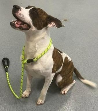 Enlarge Monty, a Adoptable mixed breed in Portland, IN image 1/6