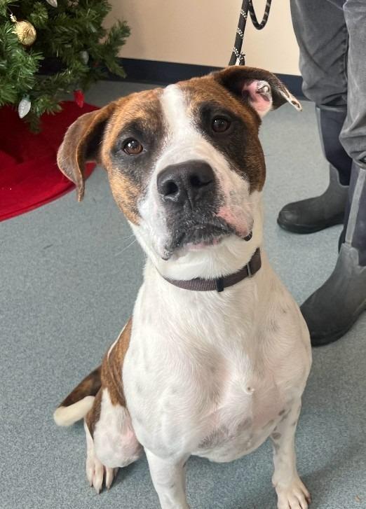 Enlarge Monty, a Adoptable mixed breed in Portland, IN image 2/6