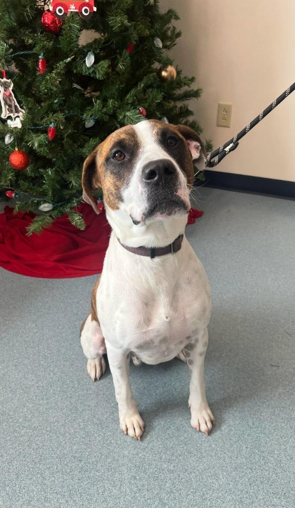 Enlarge Monty, a Adoptable mixed breed in Portland, IN image 4/6