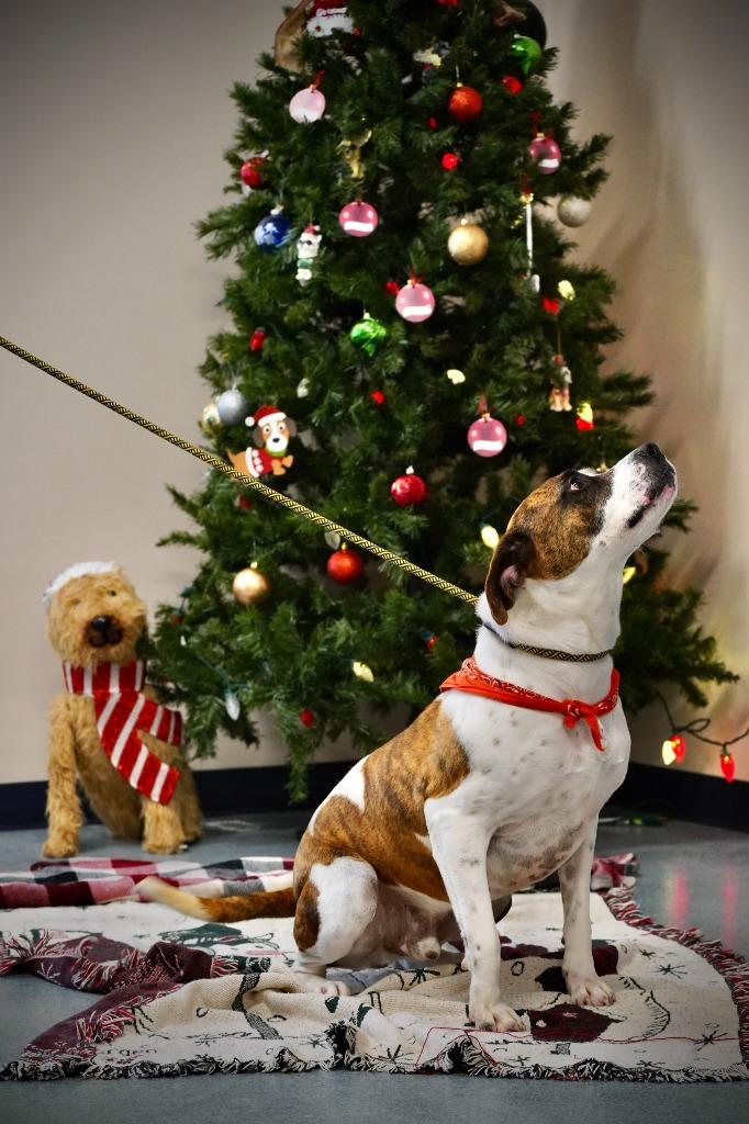 Monty, a Adoptable mixed breed in Portland, IN image 2/6