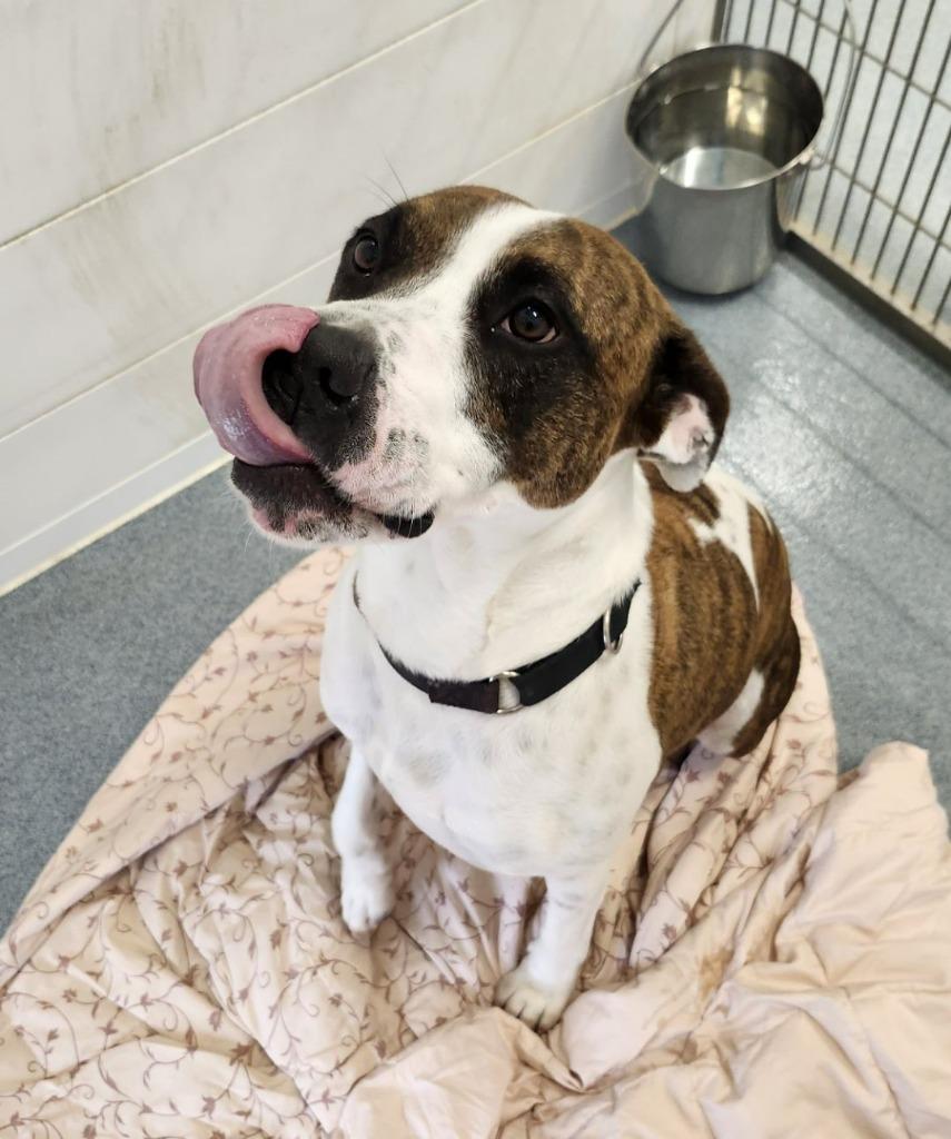 Monty, a Adoptable mixed breed in Portland, IN image 3/6