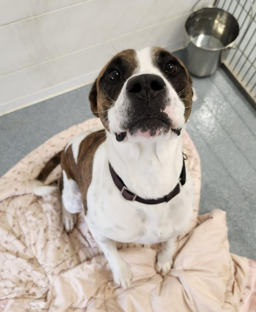 Monty, a Adoptable mixed breed in Portland, IN image 5/6