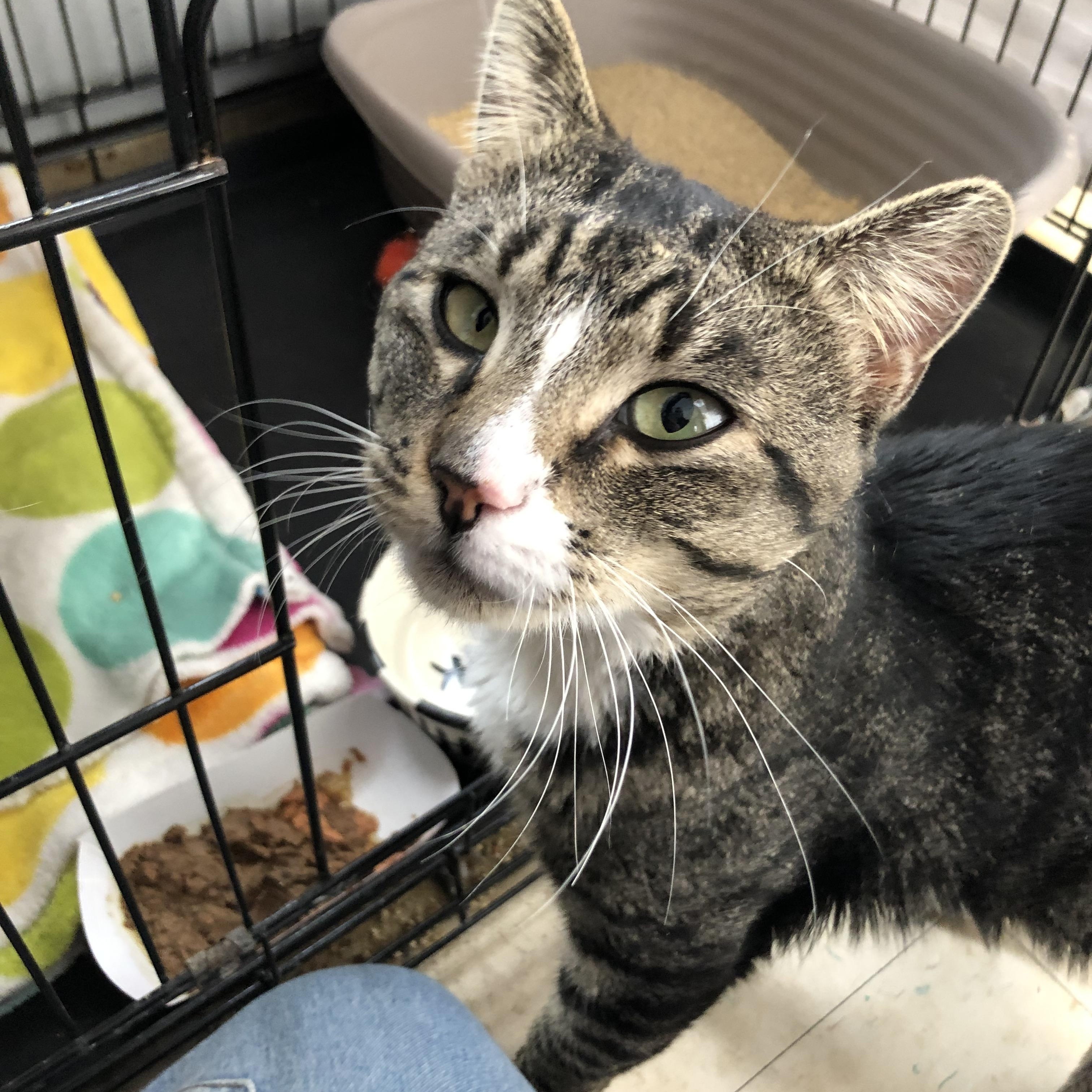 Enlarge Snorf, a ADOPTABLE Domestic Short Hair in Salisbury, MA image 1/6