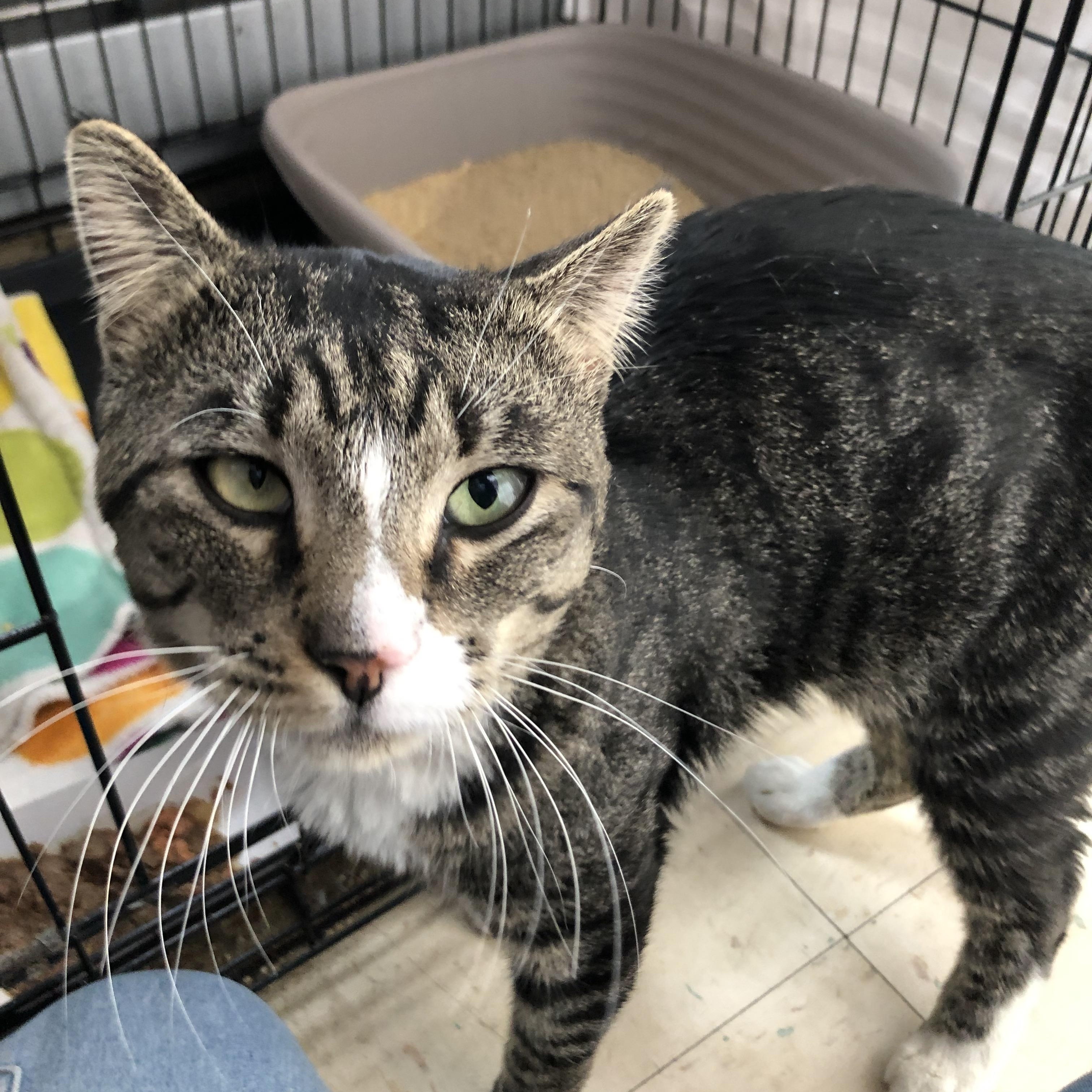 Enlarge Snorf, a ADOPTABLE Domestic Short Hair in Salisbury, MA image 6/6