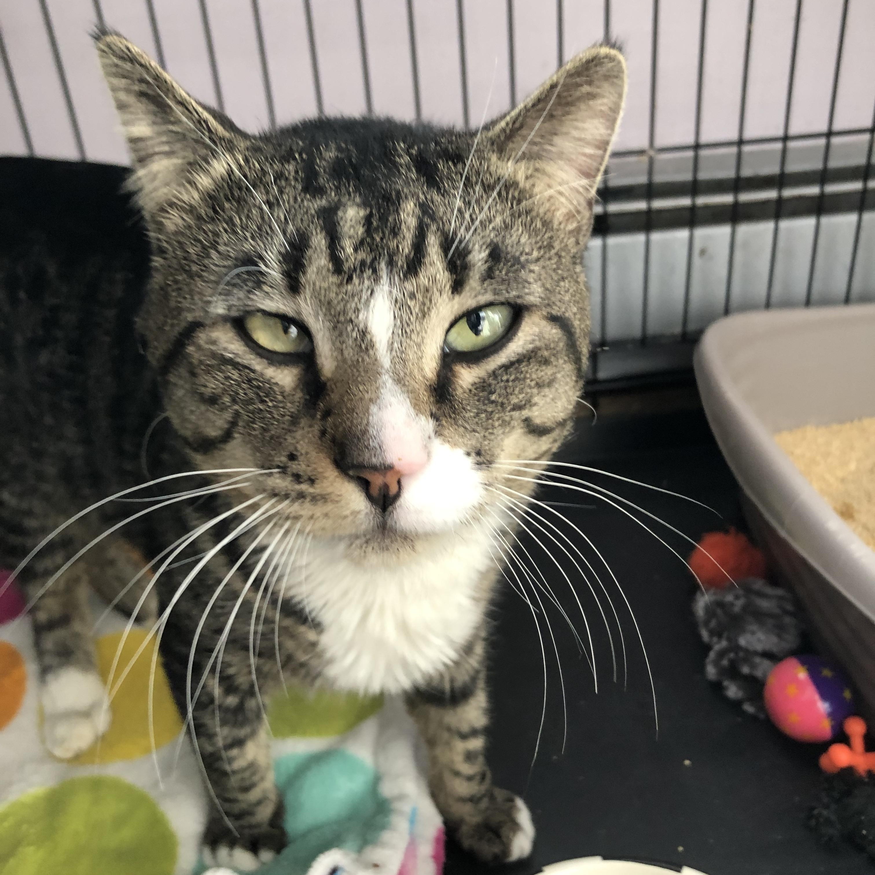 Enlarge Snorf, a ADOPTABLE Domestic Short Hair in Salisbury, MA image 4/6