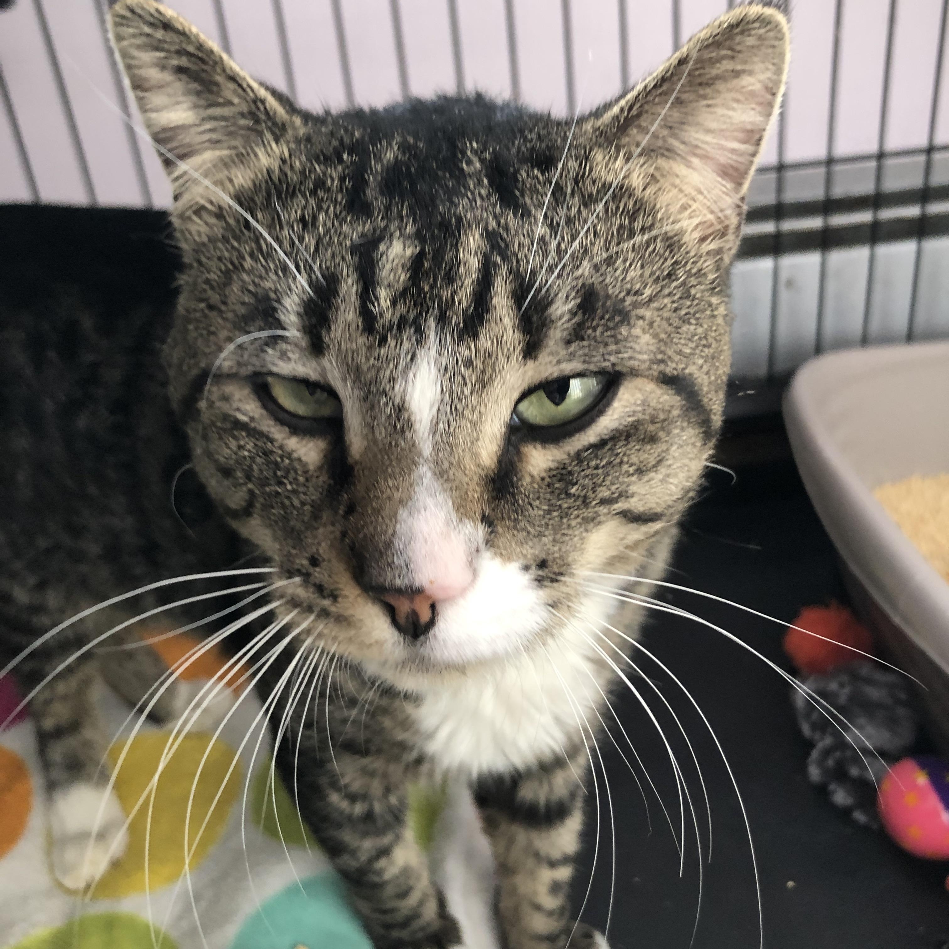 Enlarge Snorf, a ADOPTABLE Domestic Short Hair in Salisbury, MA image 3/6