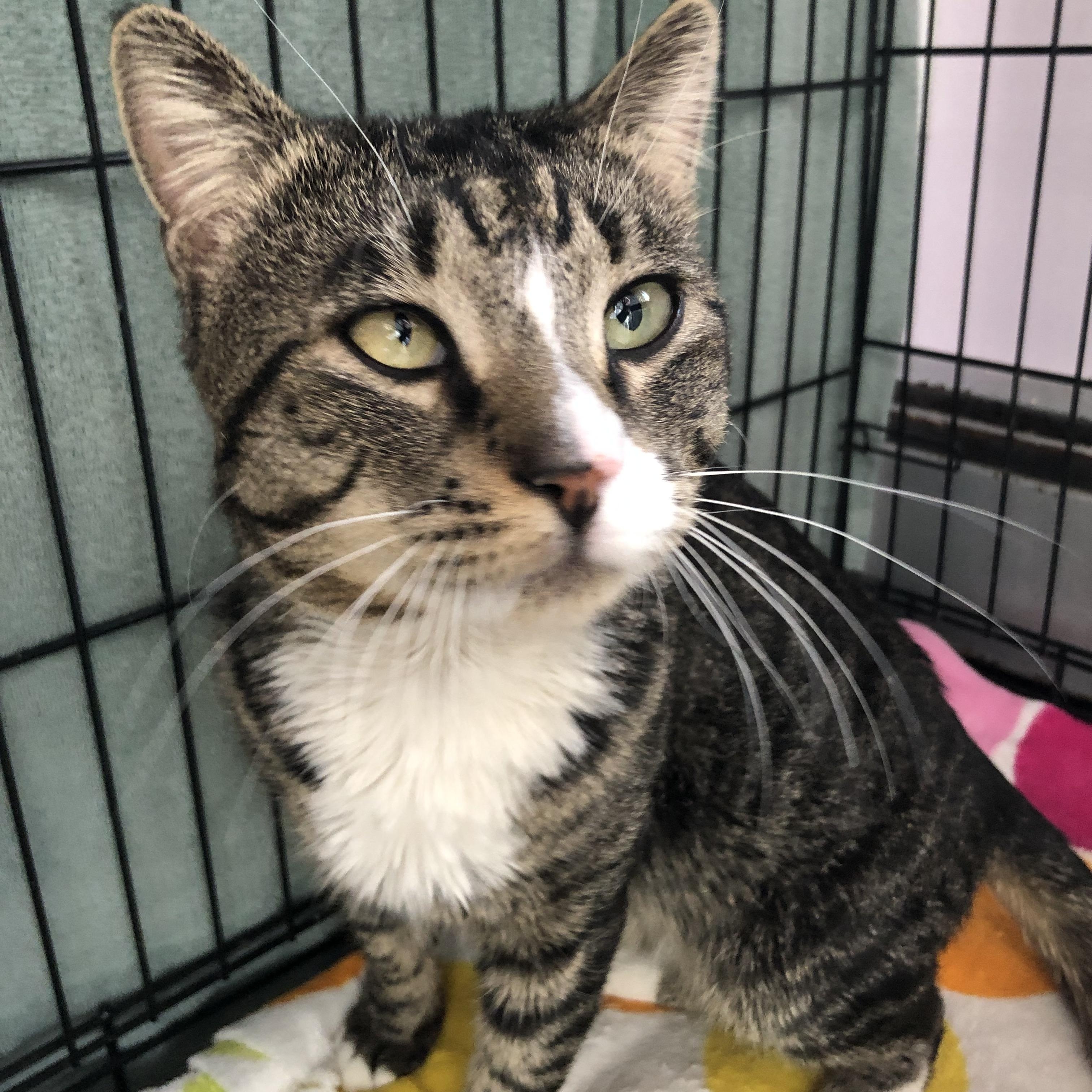 Enlarge Snorf, a ADOPTABLE Domestic Short Hair in Salisbury, MA image 2/6