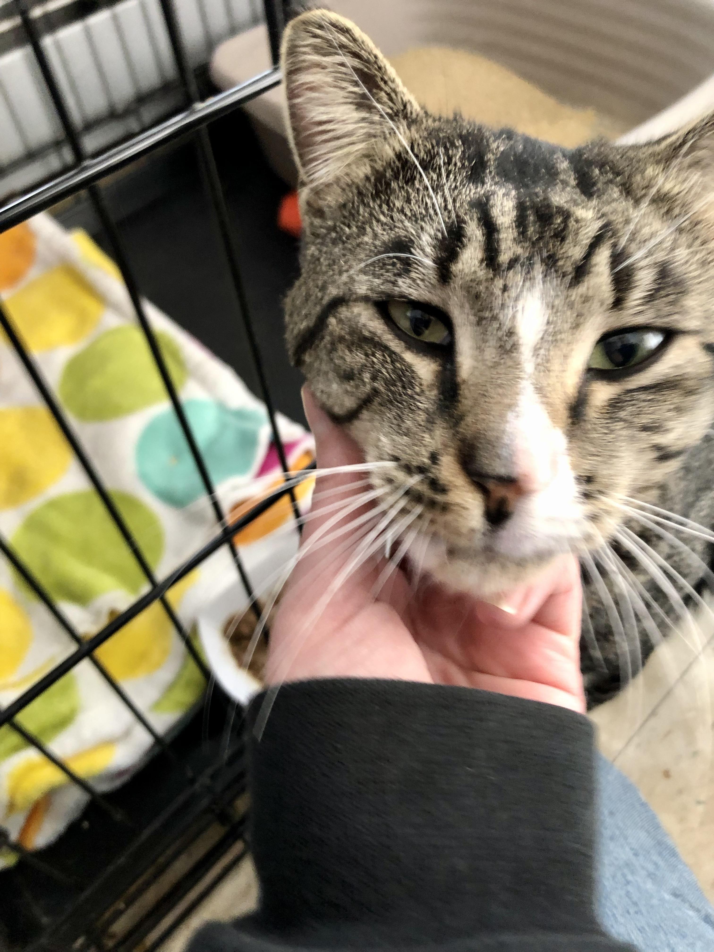 Enlarge Snorf, a ADOPTABLE Domestic Short Hair in Salisbury, MA image 5/6