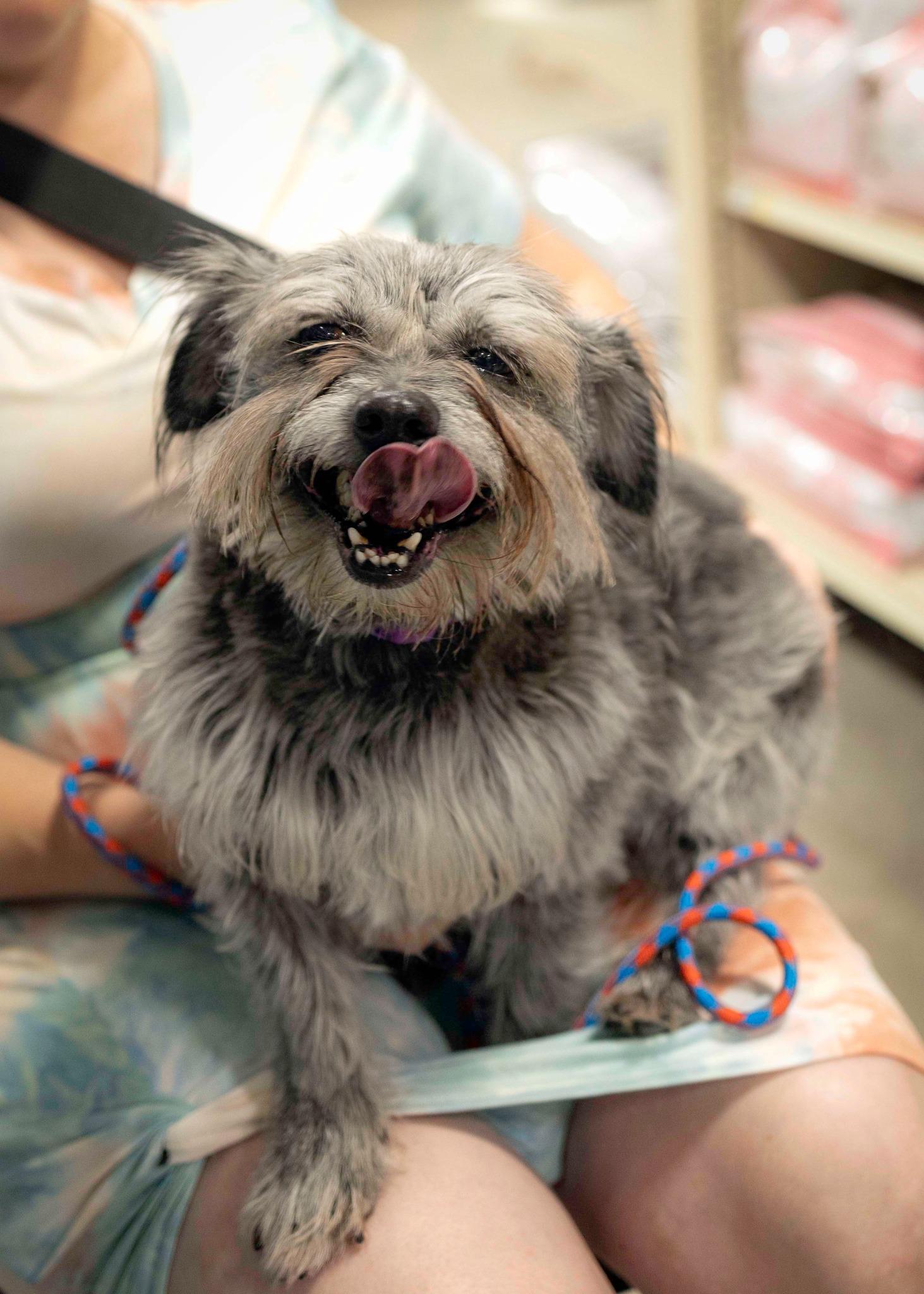 Jay, Adoptable, Senior Male Cairn Terrier & Border Terrier.