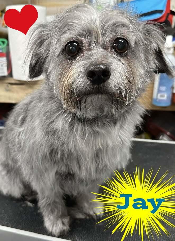 Enlarge Jay, a Adoptable mixed breed in West Richland, WA image 3/6