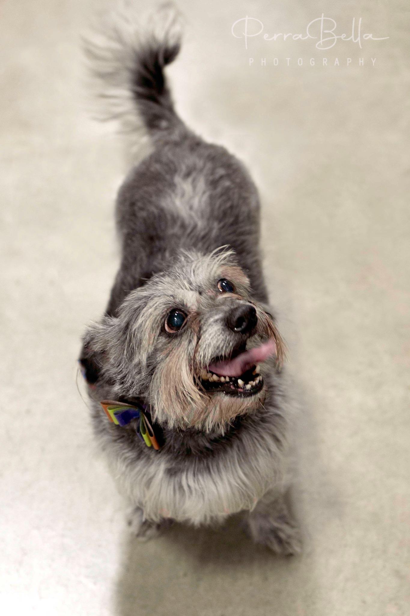 Enlarge Jay, a Adoptable mixed breed in West Richland, WA image 4/6