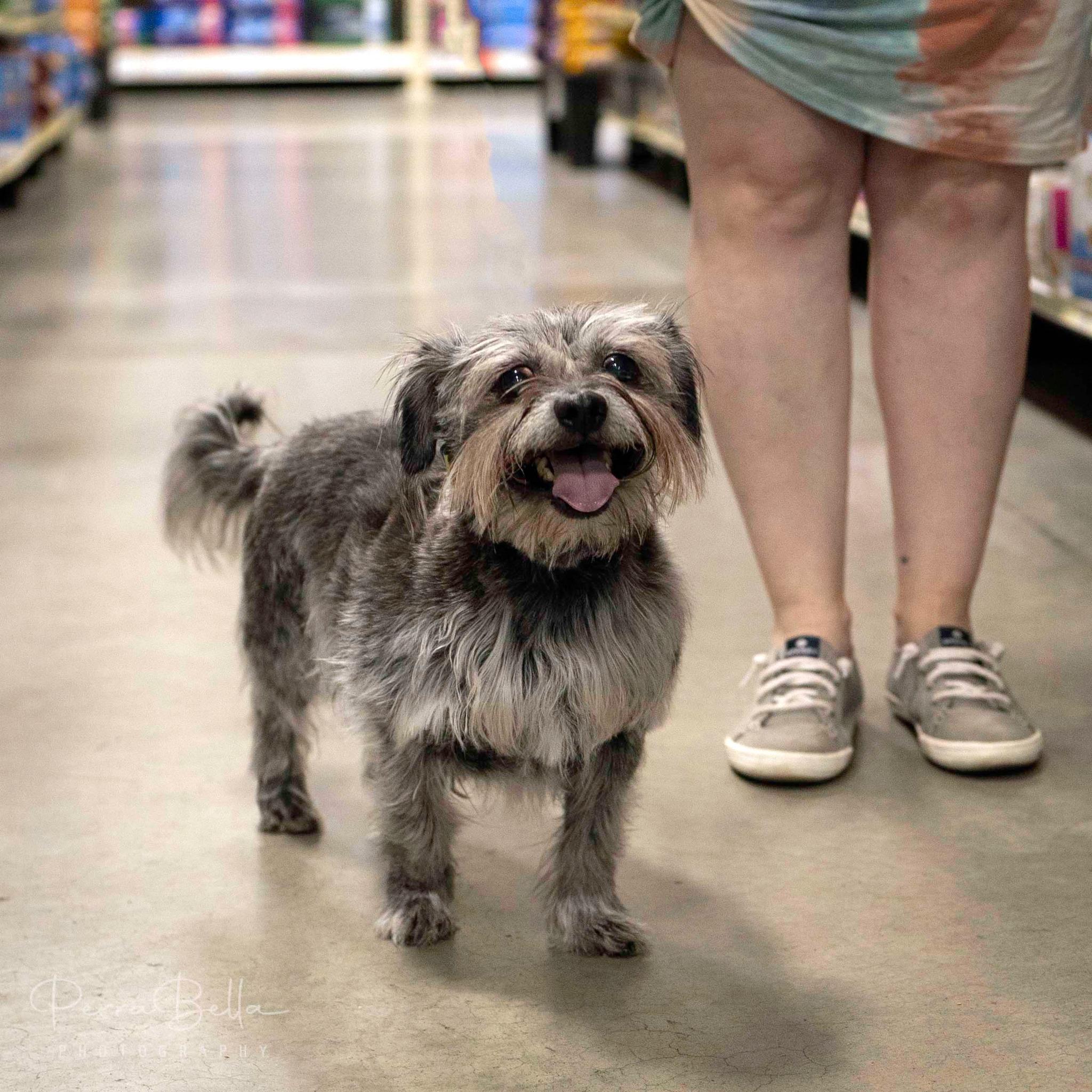 Enlarge Jay, a Adoptable mixed breed in West Richland, WA image 5/6