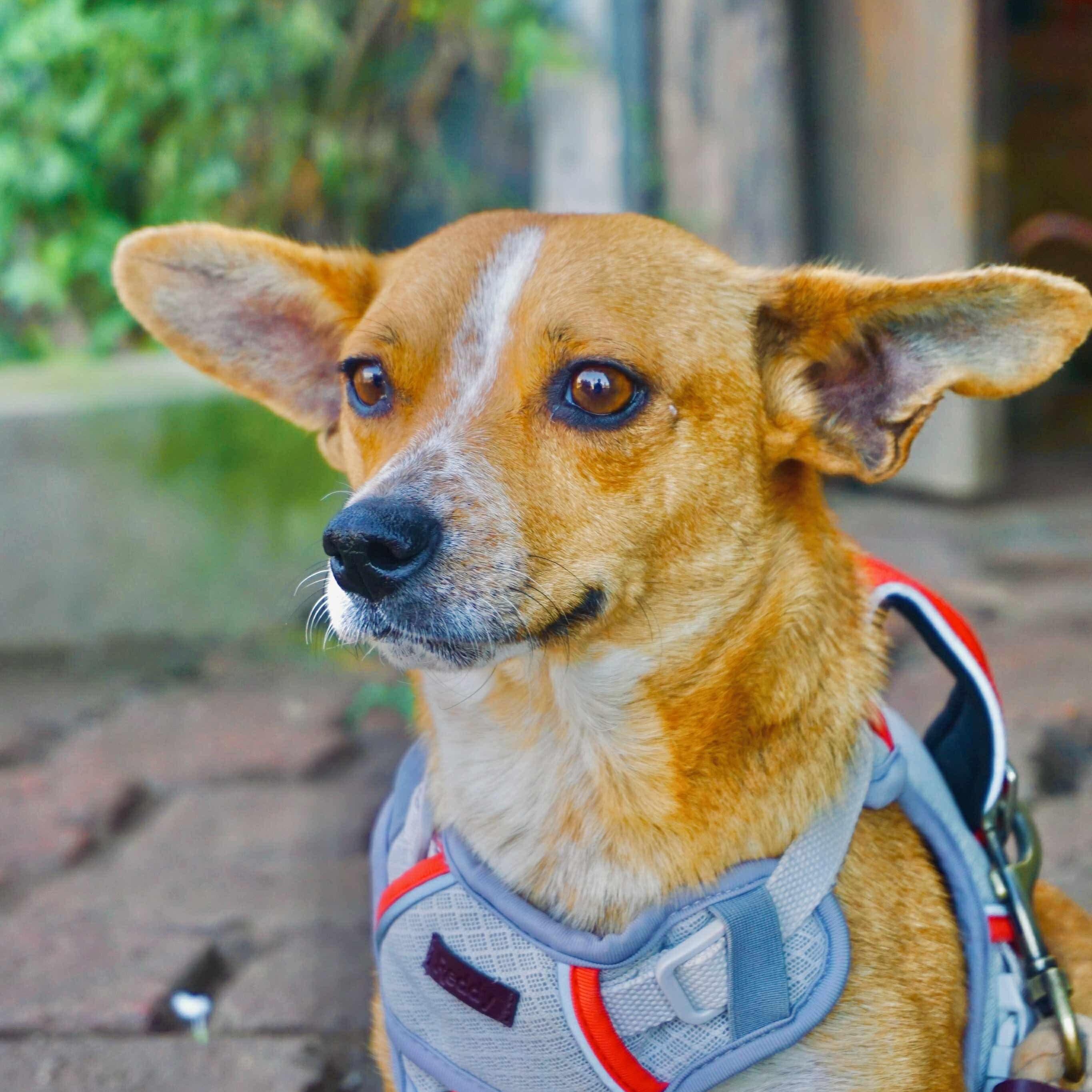 Suzie, a Adoptable mixed breed in San Diego, CA image 1/4