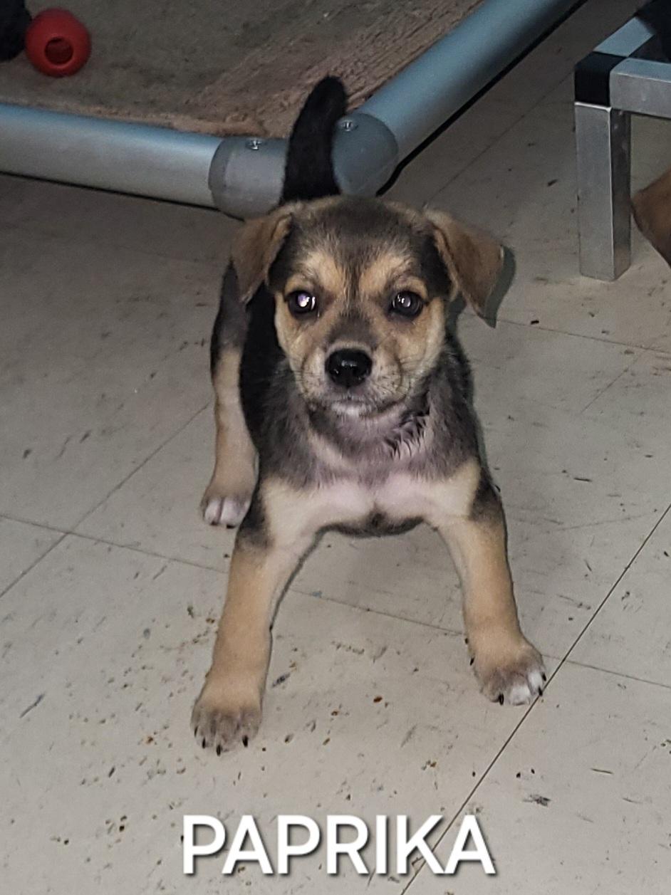 Enlarge Paprika, a Adoptable mixed breed in Sarasota, FL image 3/5