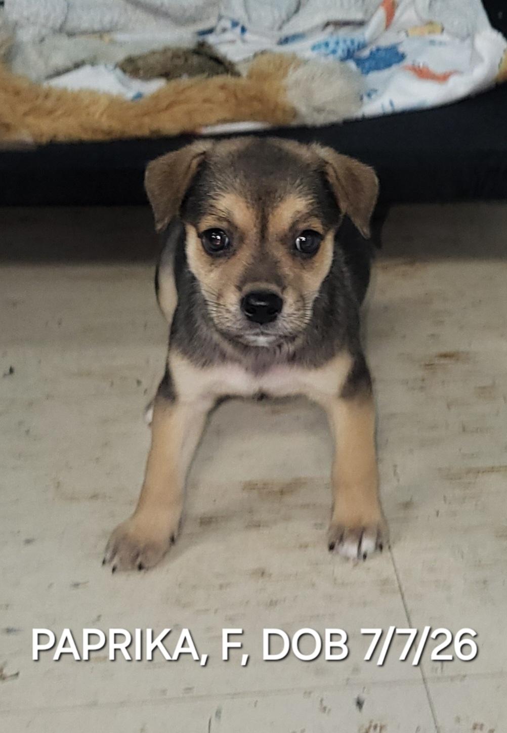 Enlarge Paprika, a Adoptable mixed breed in Sarasota, FL image 4/5