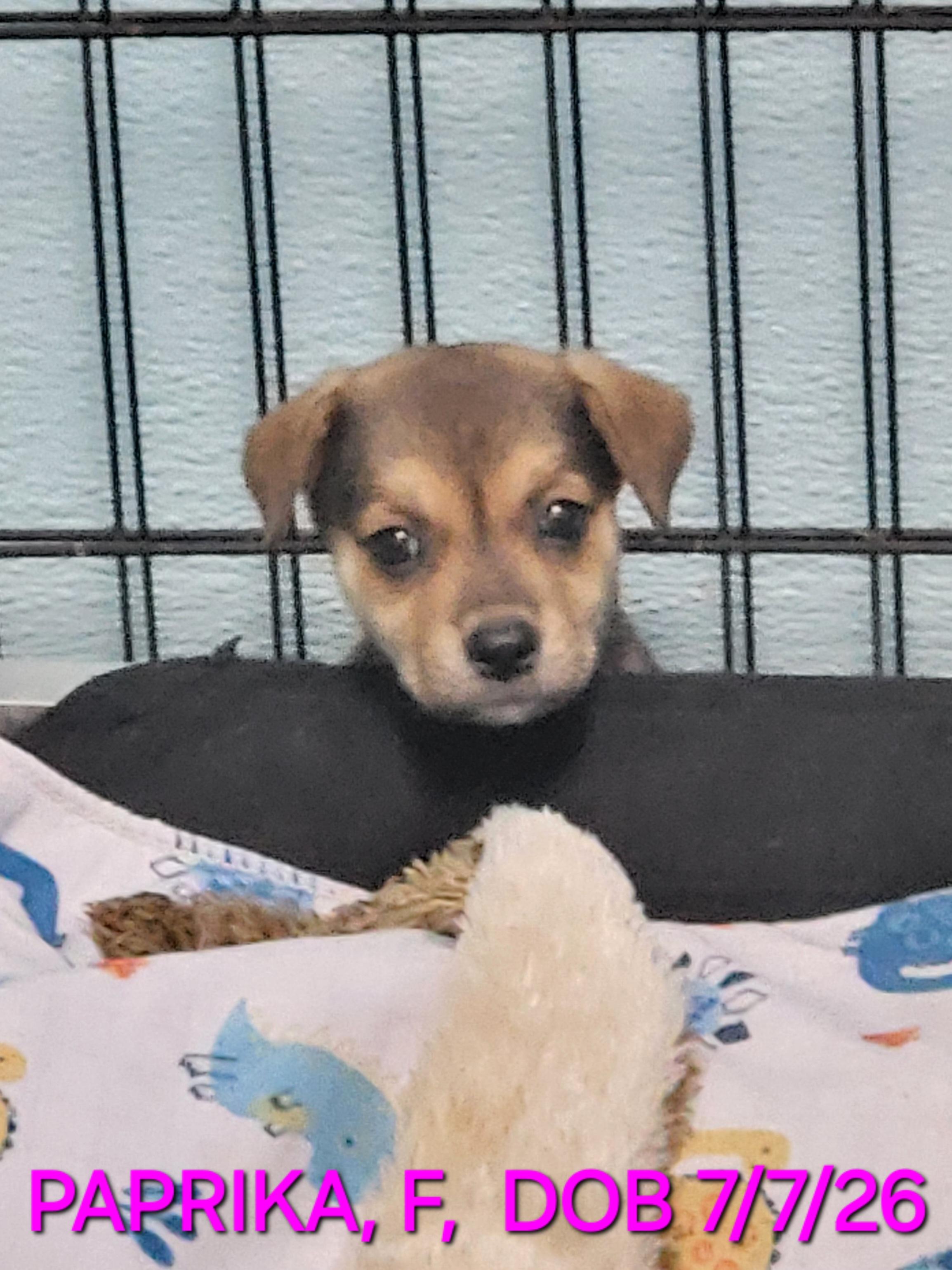 Enlarge Paprika, a Adoptable mixed breed in Sarasota, FL image 1/5
