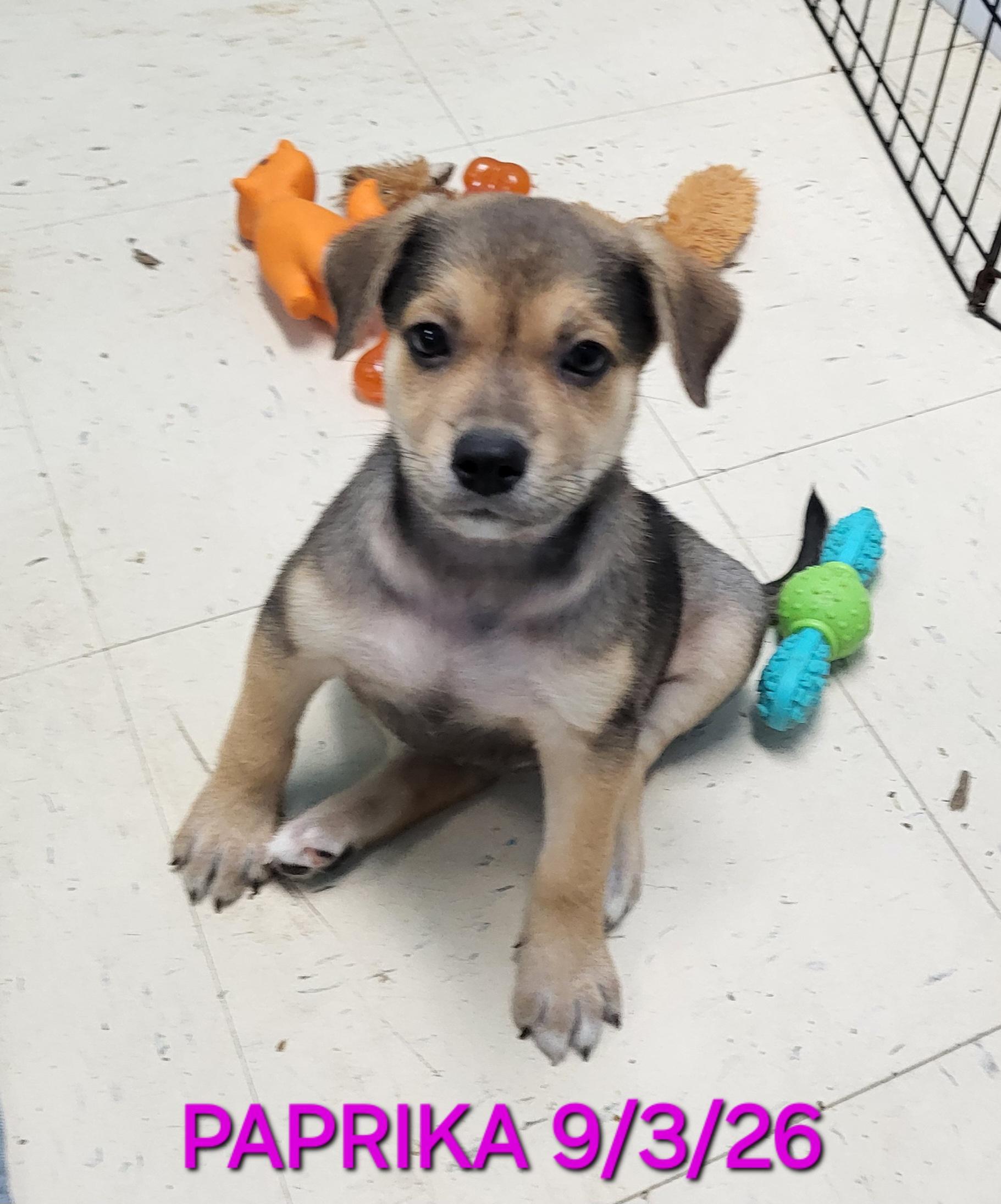 Enlarge Paprika, a Adoptable mixed breed in Sarasota, FL image 2/5